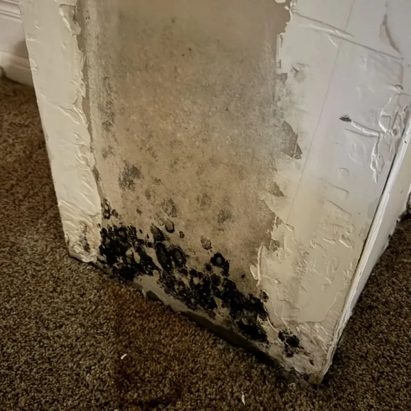 Professional Mold Removal in Brandenburg, KY